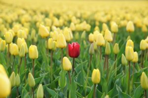 A singular red tulip in a field of yellow flowers symbolising personalised learning