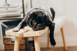 Changing leisure and activities symbolised with a relaxing Pug dog