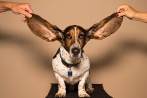 A sausage dog with his ears held open to listen to the music