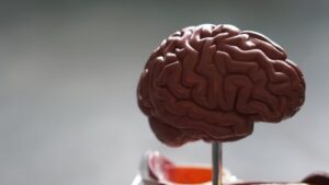 A replica of a child's developing brain