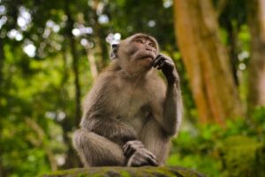 A monkey sitting in a thoughtful position